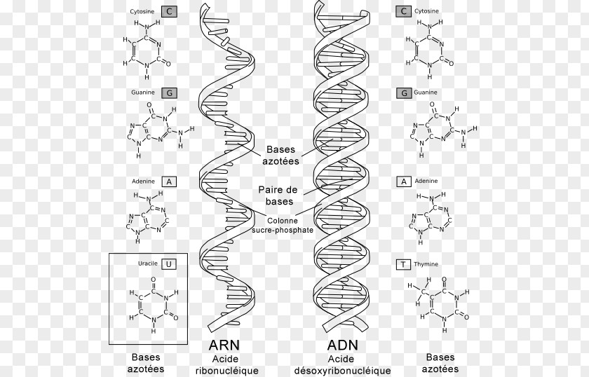 Clique DNA And RNA Virus Biology PNG