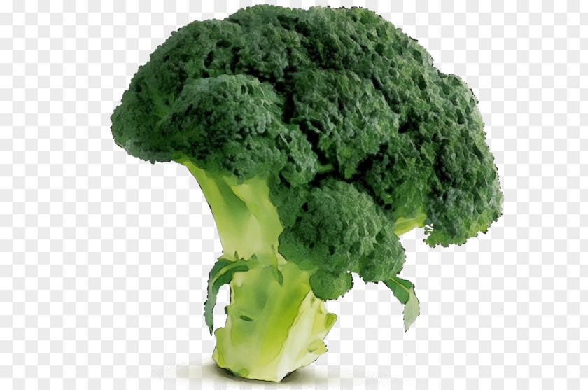 Kale Superfood Broccoli Leaf Vegetable Cruciferous Vegetables Food PNG