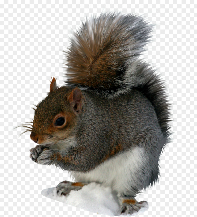 Squirrel Clip Art PNG