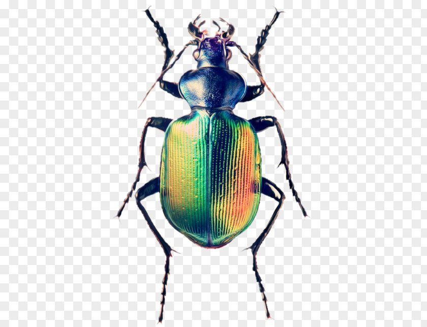 Beetle Weevil Scarabs Calosoma Sycophanta Fiery Searcher PNG