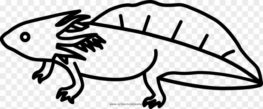 Blackandwhite Mole Salamander Cartoon PNG