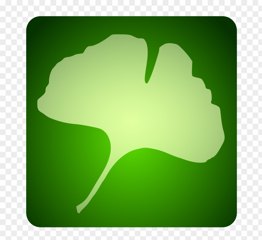 Ginkgo Desktop Wallpaper Tree Leaf Green PNG