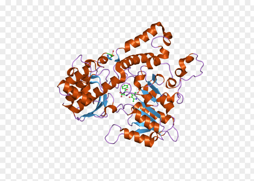 Kynureninase Human Biochemistry Enzyme Kynurenine PNG