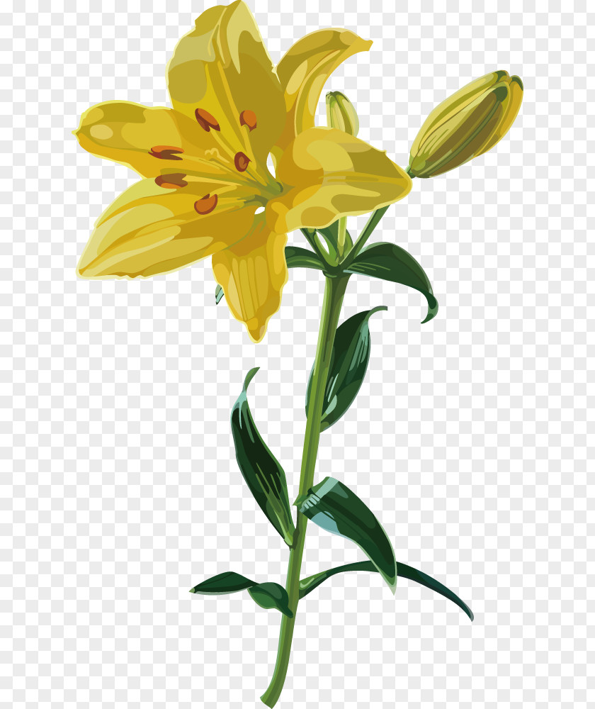 Lily Flower PNG