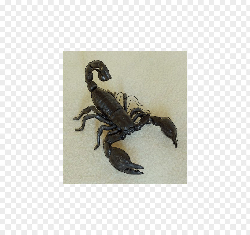 Scorpion Honey Bee Insect PNG