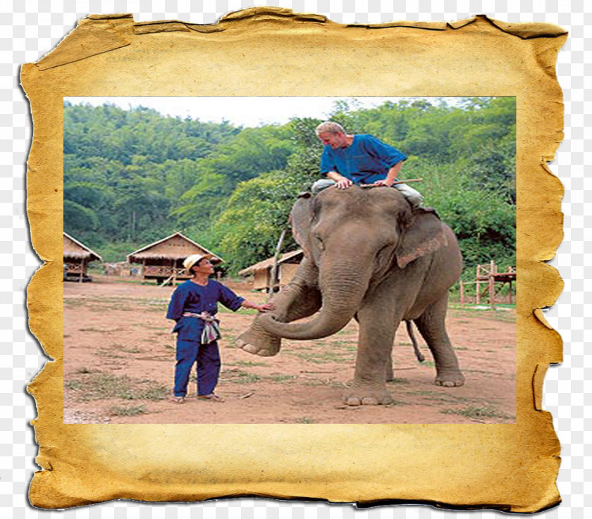 Thai Elephant African Indian Wildlife Paper PNG