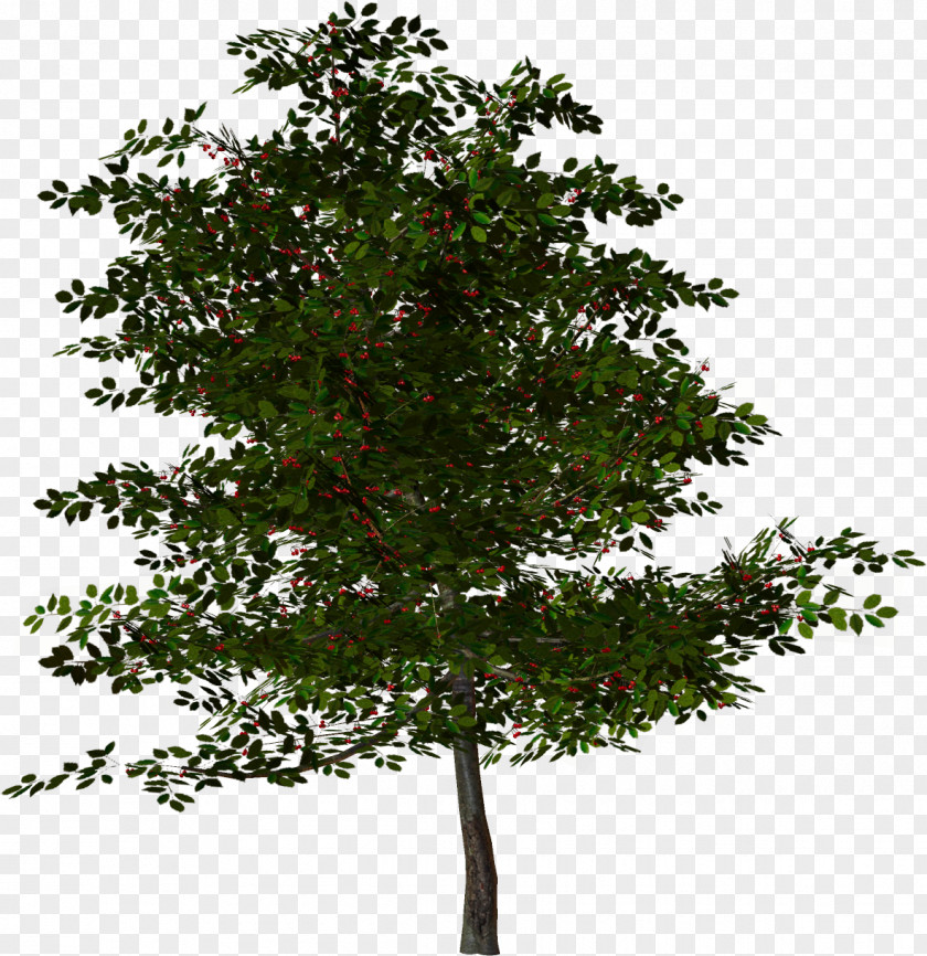 Tree Rendering Clip Art PNG