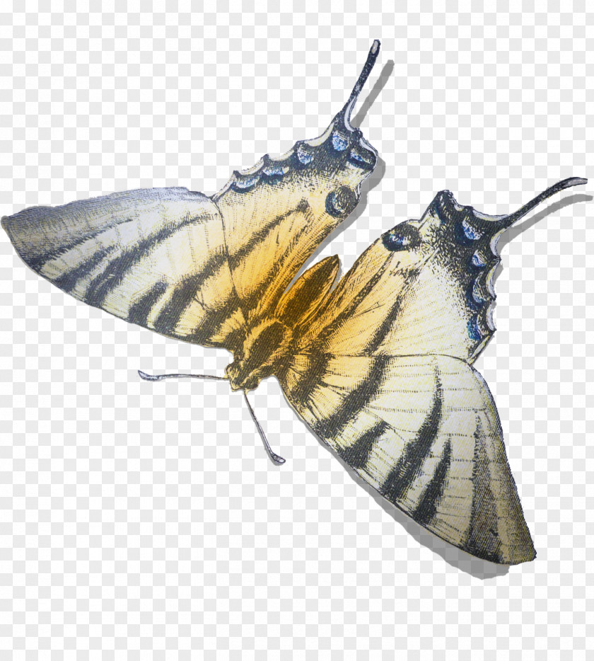 Fairies Butterfly Insect Moth Pollinator Nymphalidae PNG