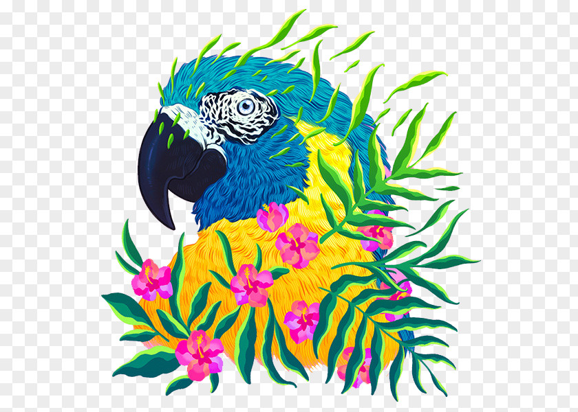 Parrot Animal Endangered Species Art Cat Illustration PNG
