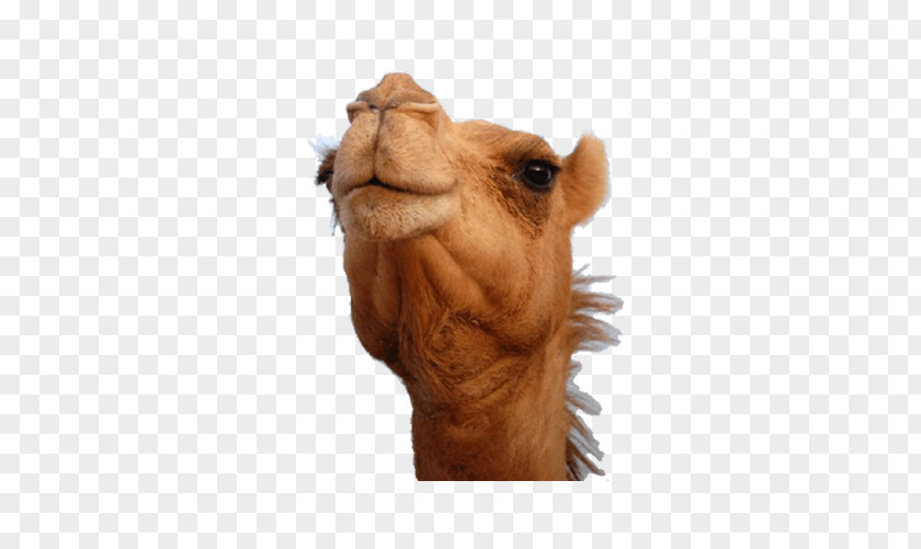 Young Camel Head Bactrian Dromedary Australian Feral Face Desert PNG