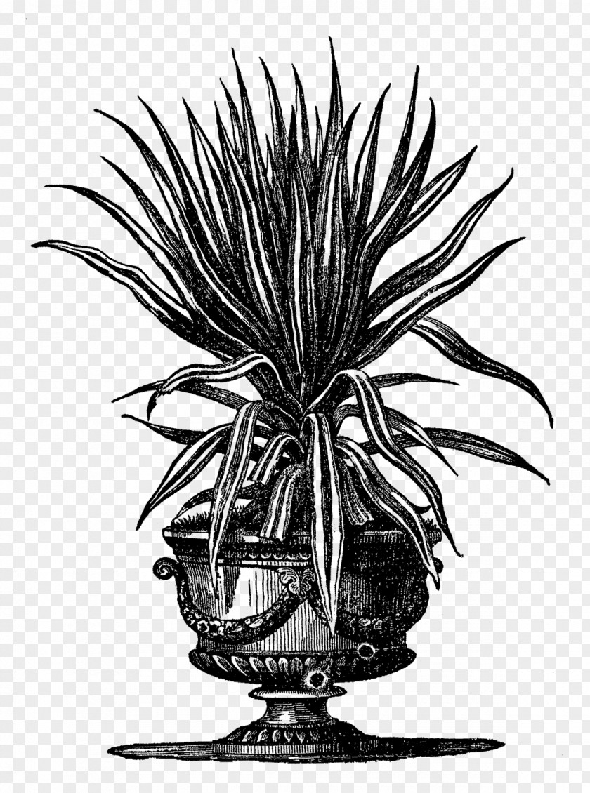 Aloe Houseplant Flowerpot Gardening PNG