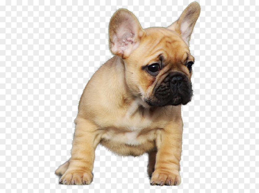 Bulldog French Staffordshire Bull Terrier Pug Puppy PNG