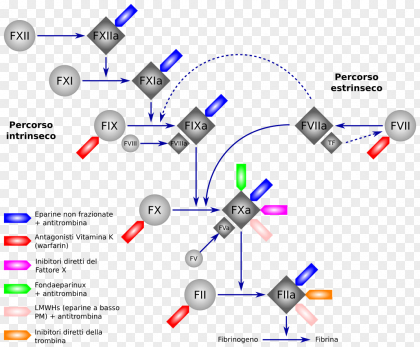 Clean Development Mechanism Direct Thrombin Inhibitor Anticoagulant Dabigatran Ciraparantag Xa PNG