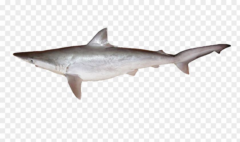 Free Star Gray Shark Pull Material Common Smooth-hound Starry Grey Spotless Requiem PNG