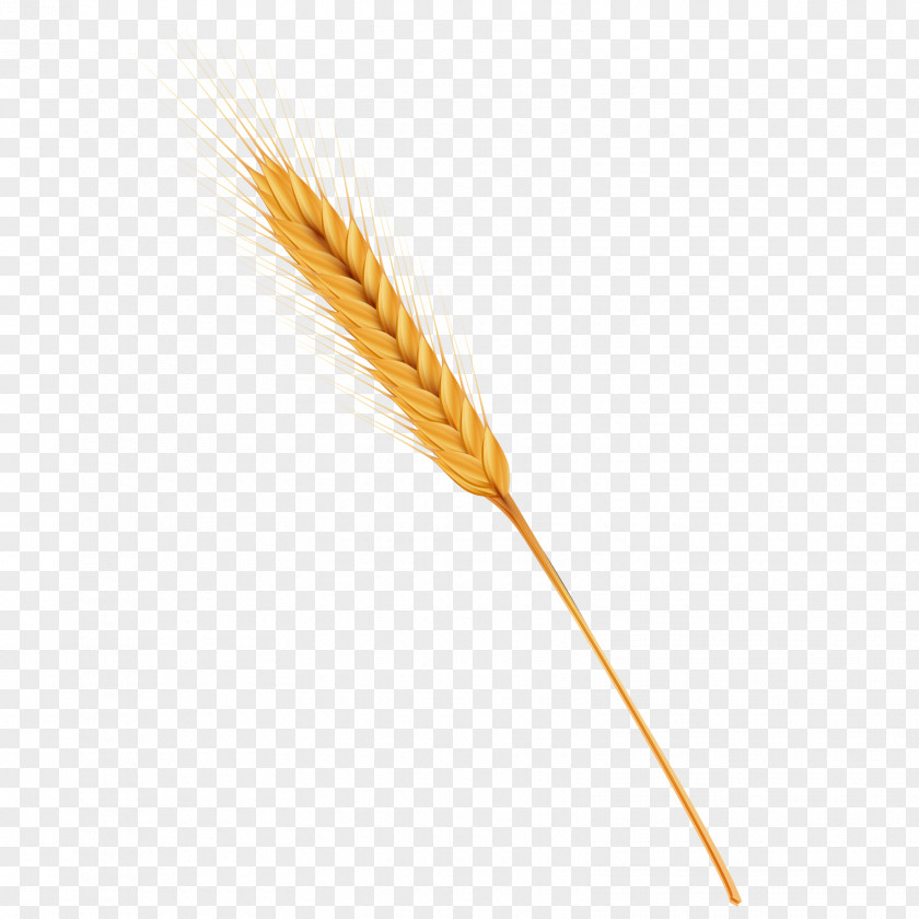 Golden Wheat Vector Material Caryopsis Cereal PNG
