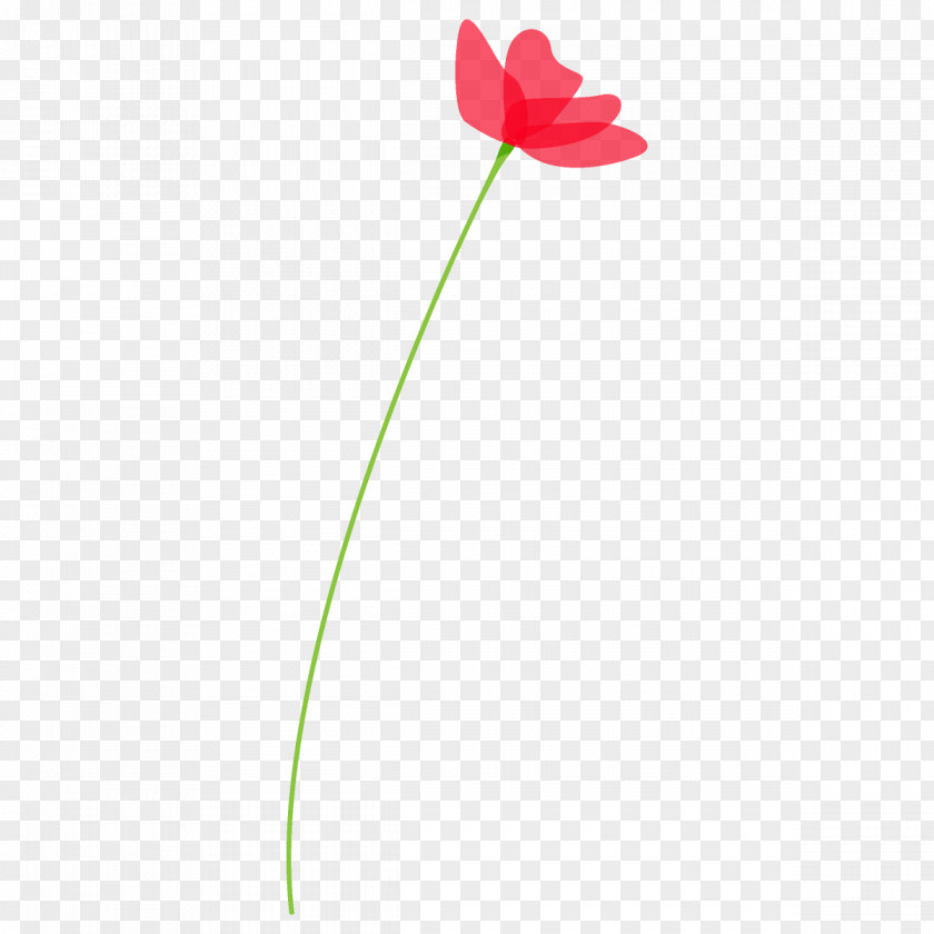 Poppy Flower PNG