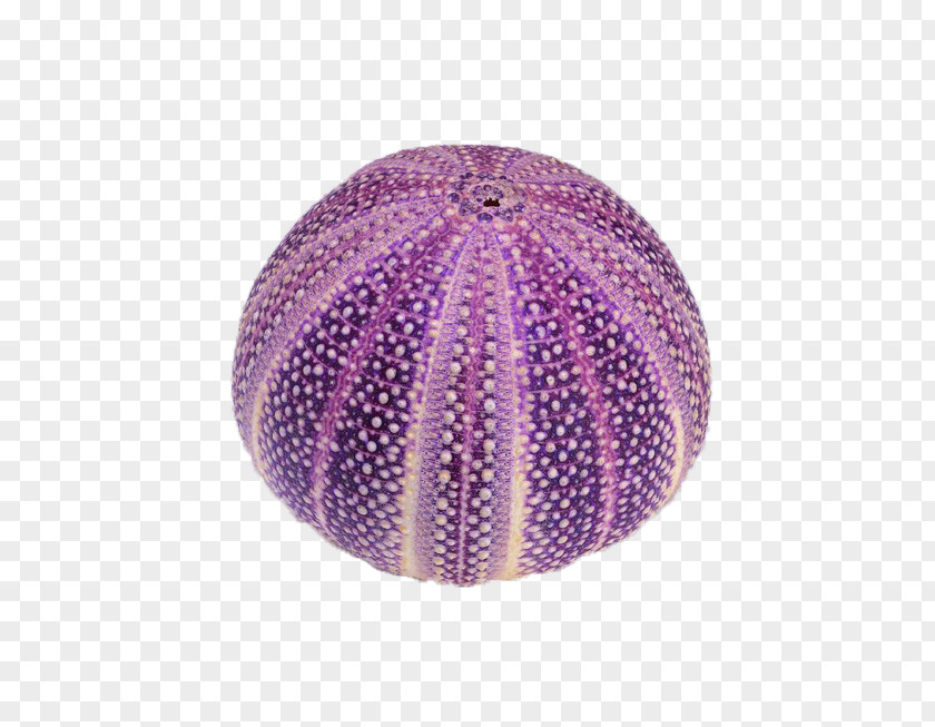 Round Shell Circle Purple Seashell PNG