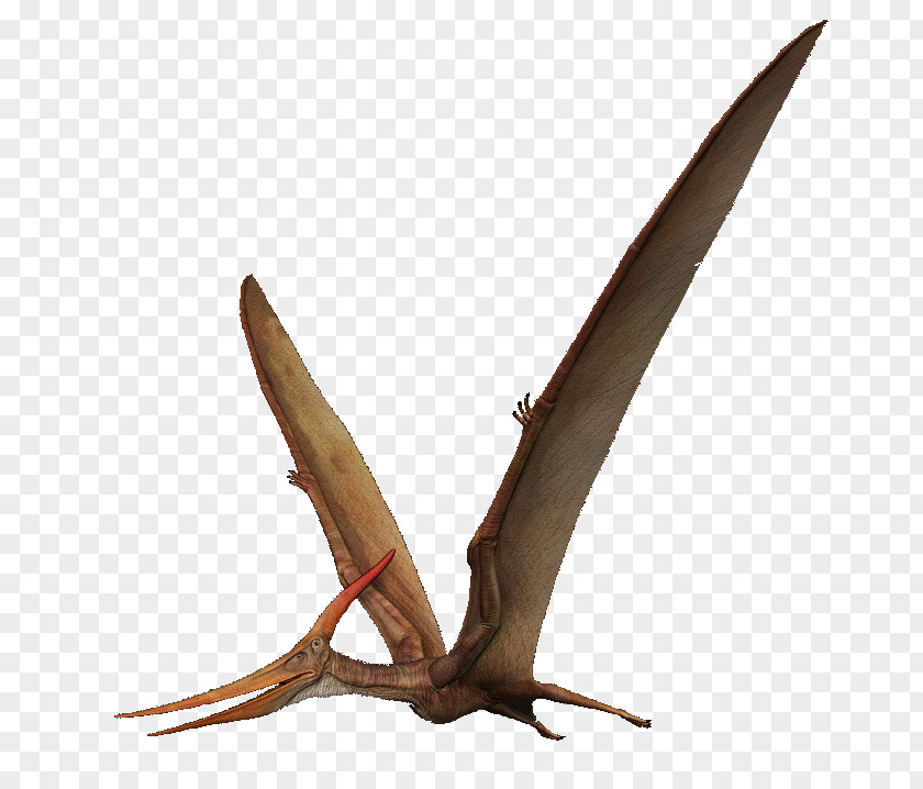 Albatross Pteranodon Pterosaurs Pterodactyls Spinosaurus PNG
