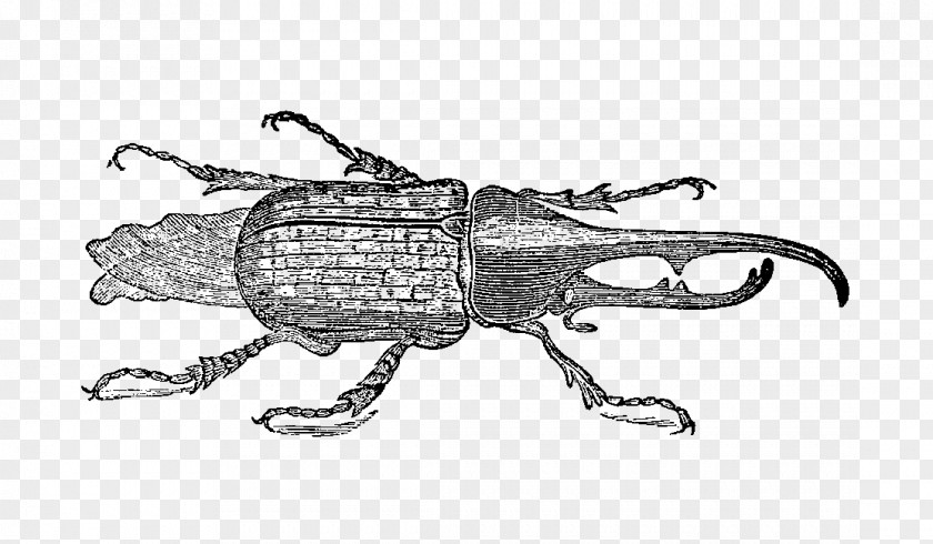 Beetle Weevil Vintage Drawing Goliathus PNG