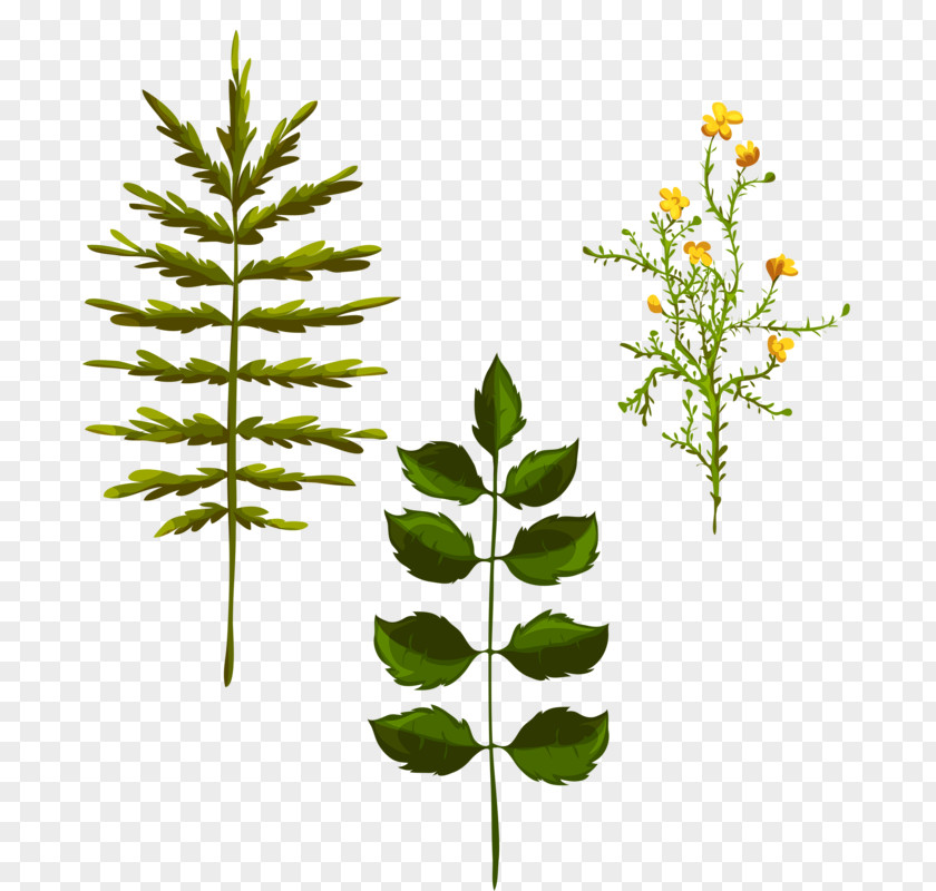 Different Herbs Leaf PNG