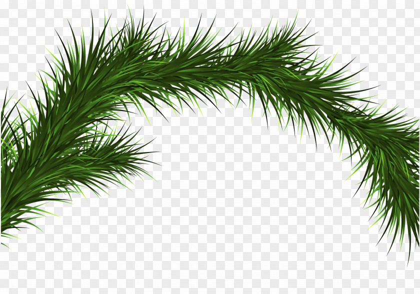Noel Pine Tree Spruce Conifers Plant PNG