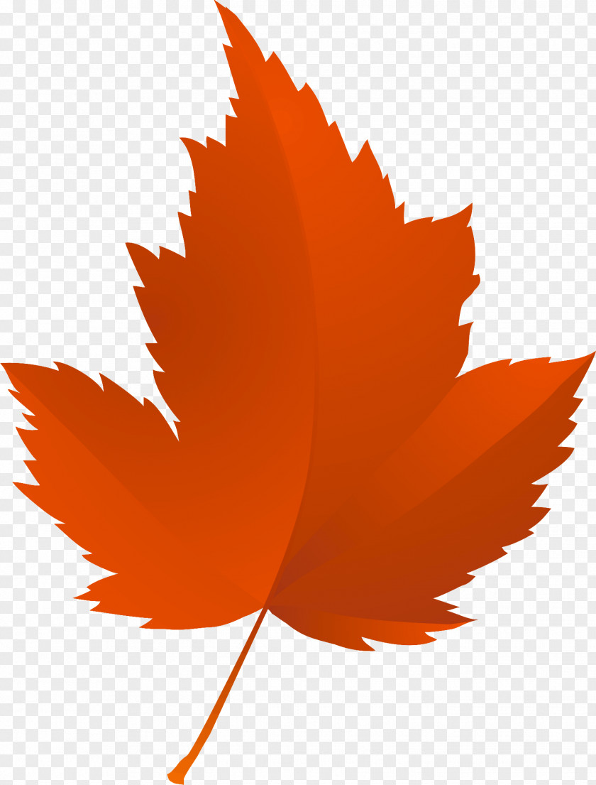 Tree Maple Leaf Autumn Red PNG