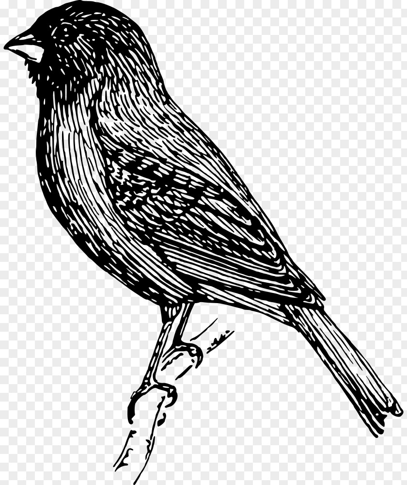 Bird Sparrow Finch Bunting Clip Art PNG