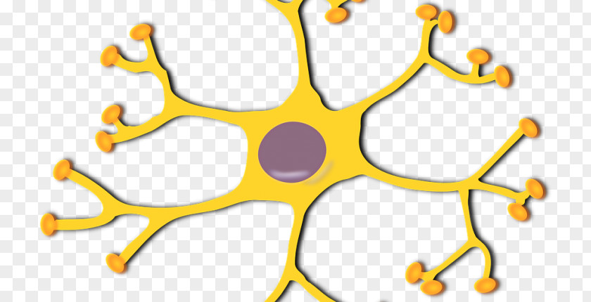 Brain Clip Art Motor Neuron Nervous System Interneuron PNG
