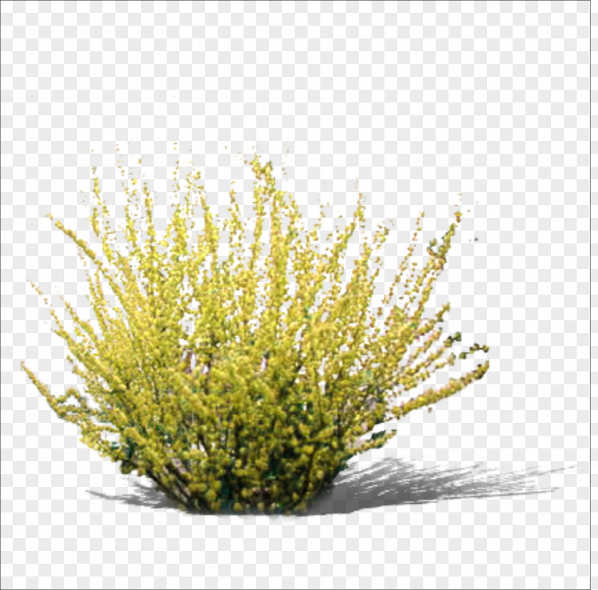 Grass Yellow RGB Color Model PNG