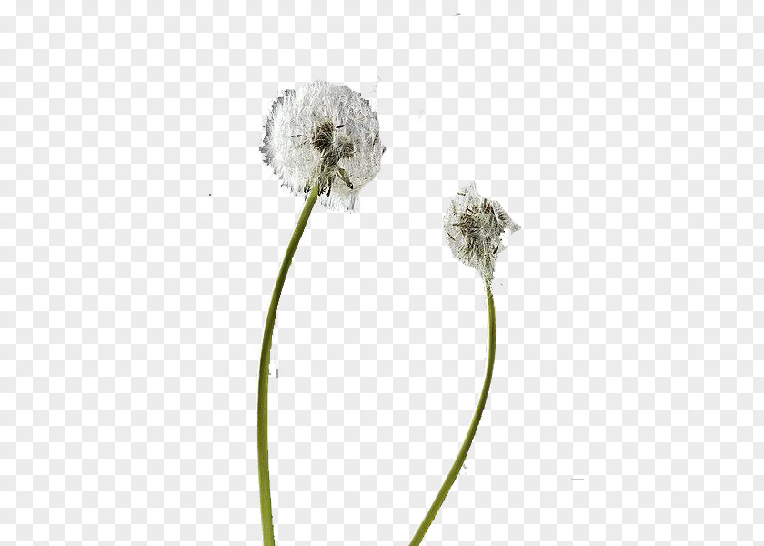 Natural Dandelion Flower Pissenlit Plant PNG