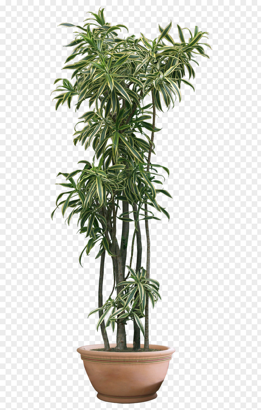 Plant Clipart Houseplant Fiddle-leaf Fig PNG