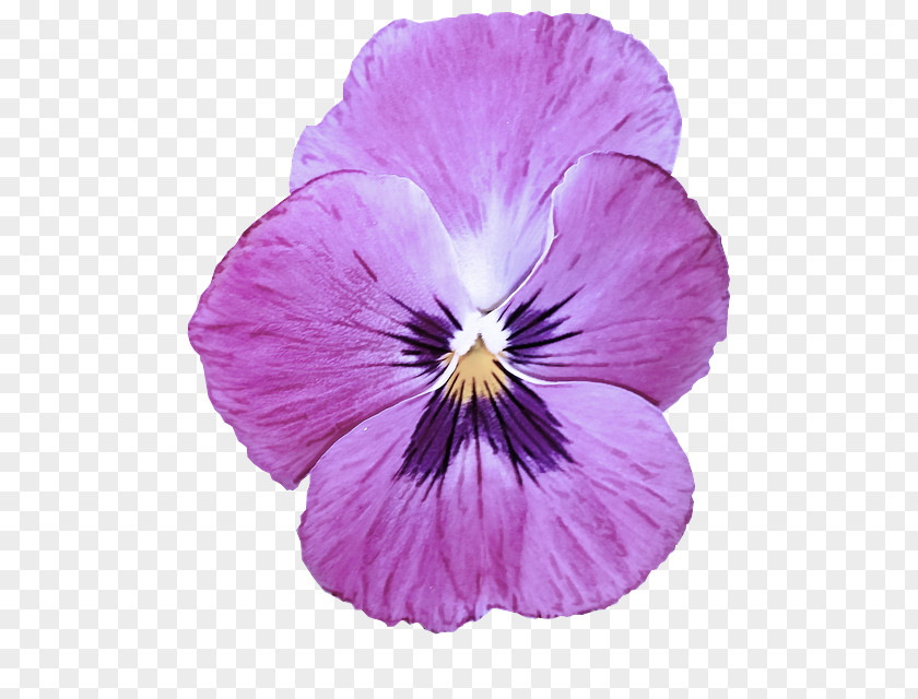 Flower Violet Petal Wild Pansy Purple PNG