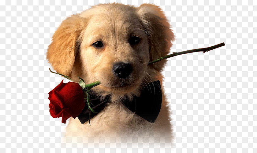 Golden Retriever Puppy Labrador Pet PNG