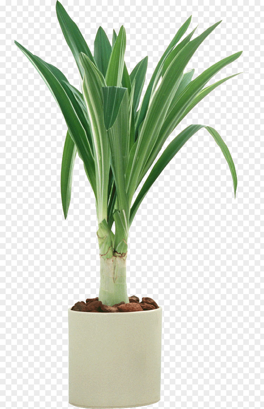 Grass Plants Potted PNG plants potted clipart PNG