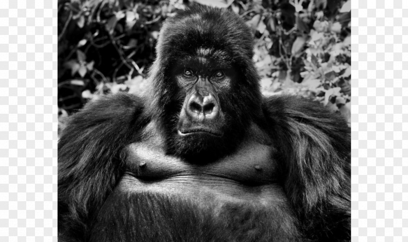 King Kong Gorilla Photographer Photography Black And White Wildlife PNG