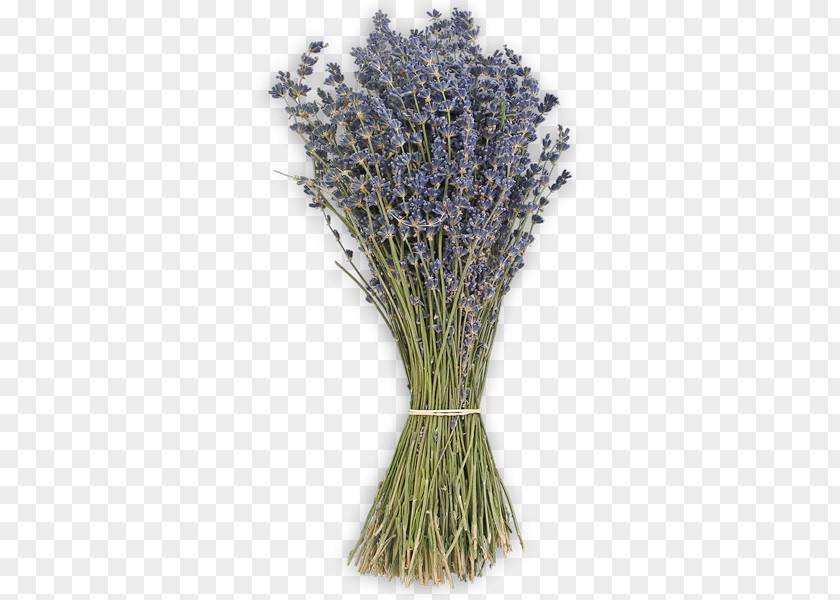 Lavendel Lavender Grasses Commodity PNG