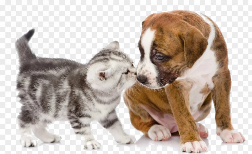 Puppy Kitten Dog Cat Pet PNG