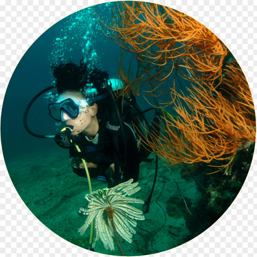 Scuba Diving In Phuket, Thailand Phi Islands Organism Phuket IslandPhuket All4Diving PNG