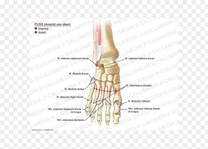 Anatomy Of The Human Body Thumb Muscle Foot Ankle PNG
