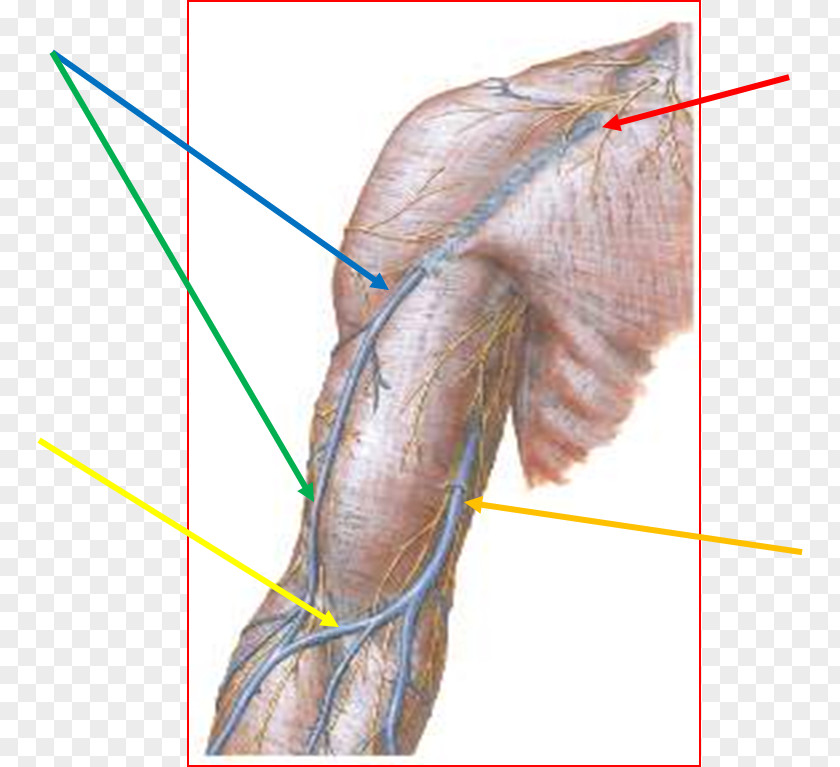 Arm Cephalic Vein Superficial Axillary PNG