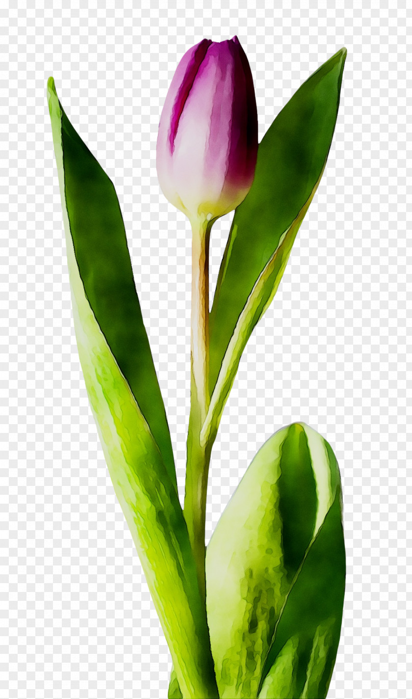 Cut Flowers Tulip Plant Stem Petal PNG