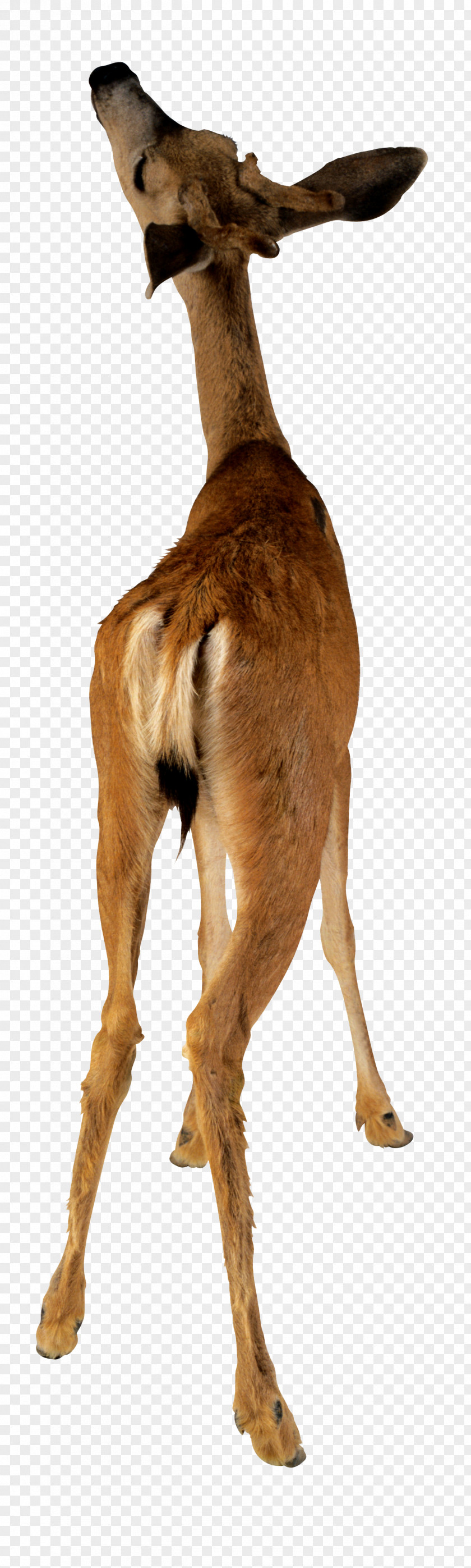 Deer Animal Camel Stock Photography PNG