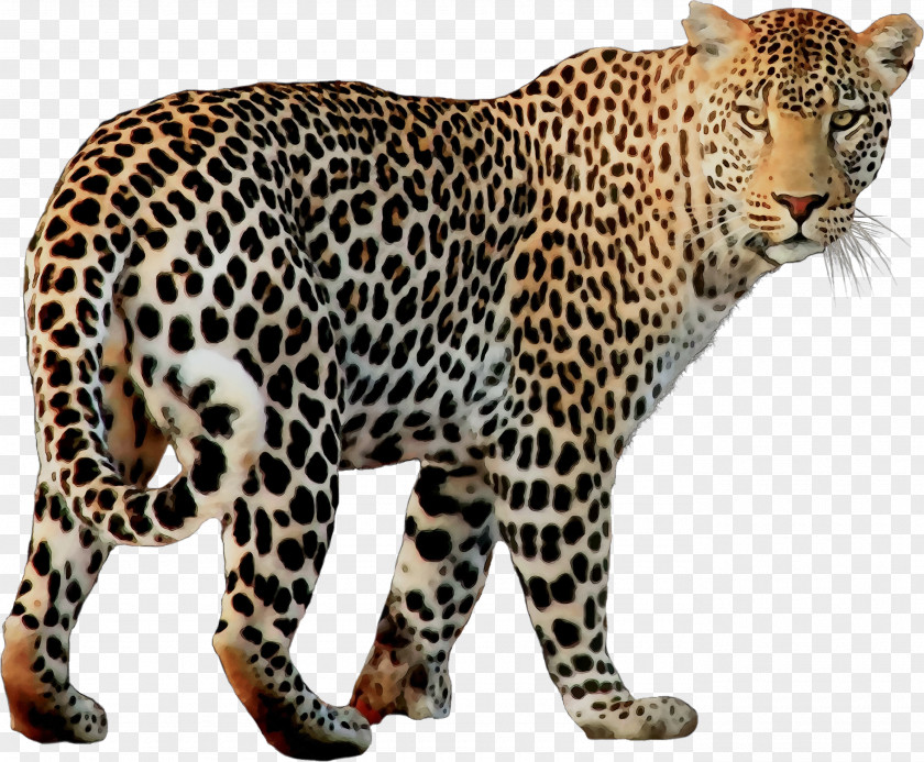 Leopard Cheetah Jaguar Felidae PNG