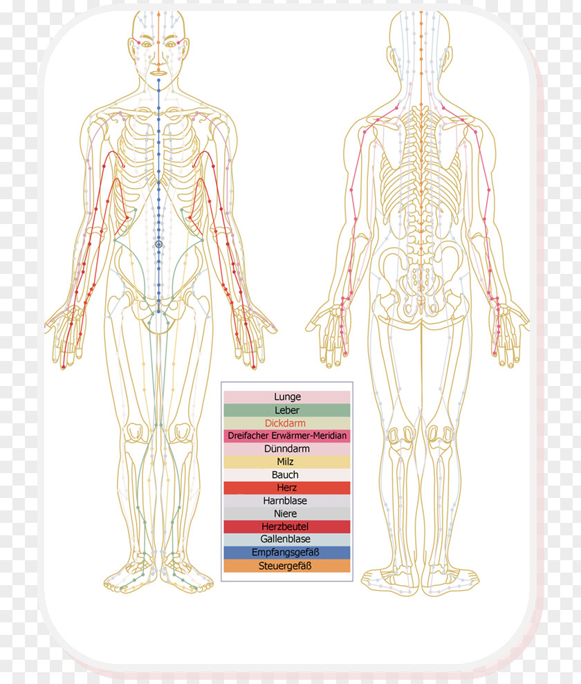 Meridian Thai Massage Traditional Chinese Medicine Body PNG