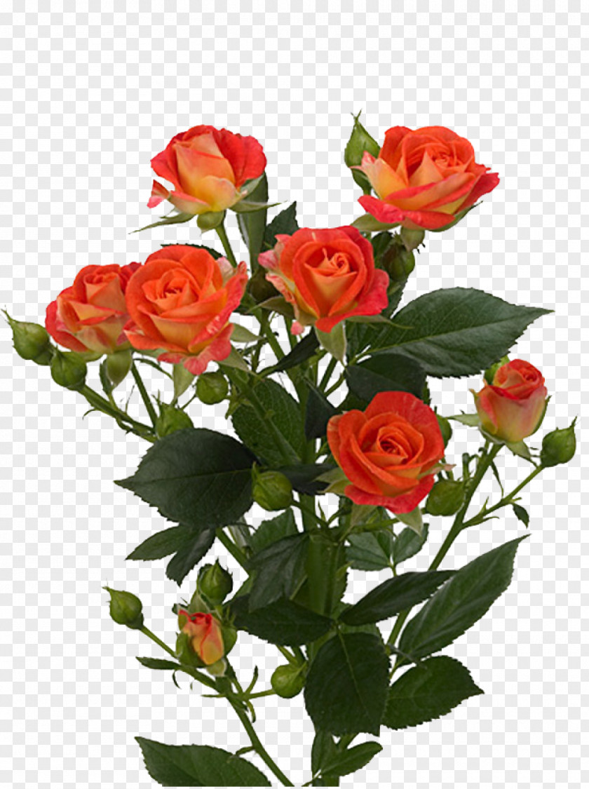 Rose Garden Roses Flower Bouquet Euroflora PNG