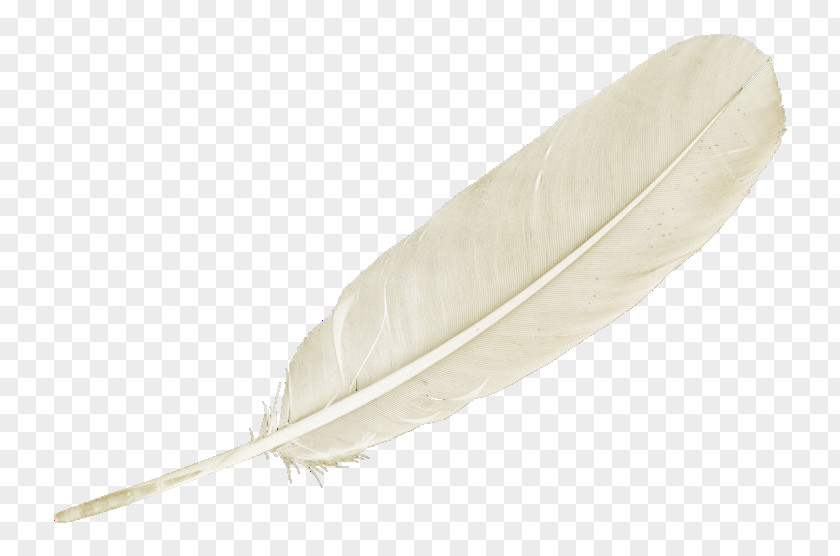 White Feathers Feather U767du8272u7fbdu6bdb Download PNG