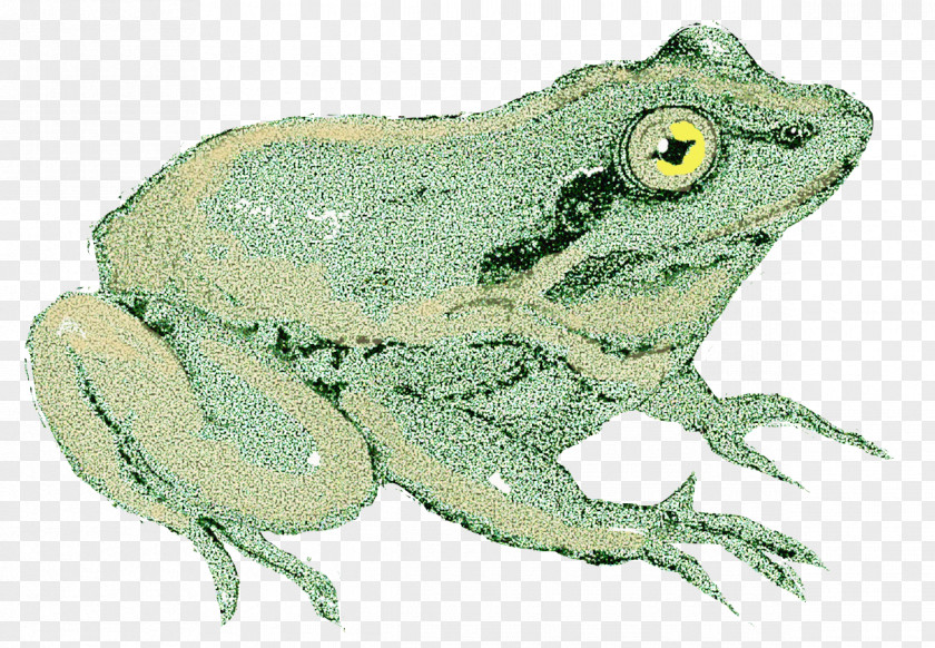 Wood Frog American Bullfrog True Toad Tree PNG