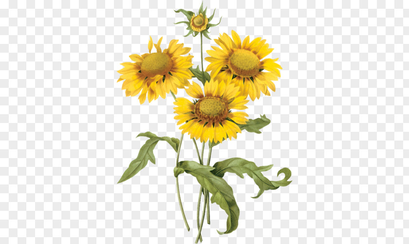 Flower Botanical Illustration Common Sunflower Art Botany PNG