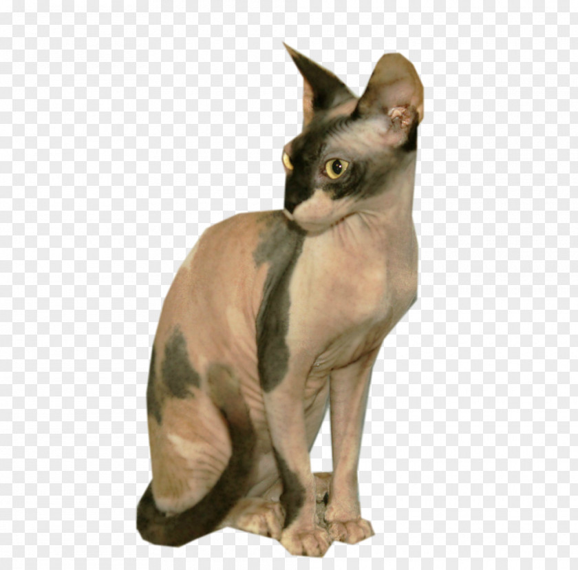 Kitten Sphynx Cat Devon Rex Peterbald Whiskers Chihuahua PNG