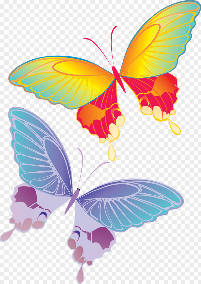 Papillon Drawing Child Art Photography PNG
